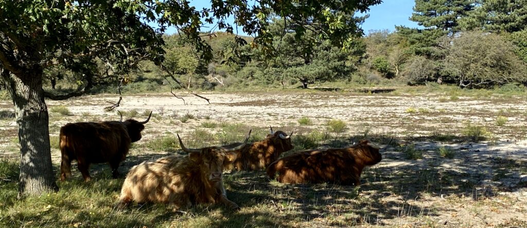 hooglanders in park zuid-kennemerland