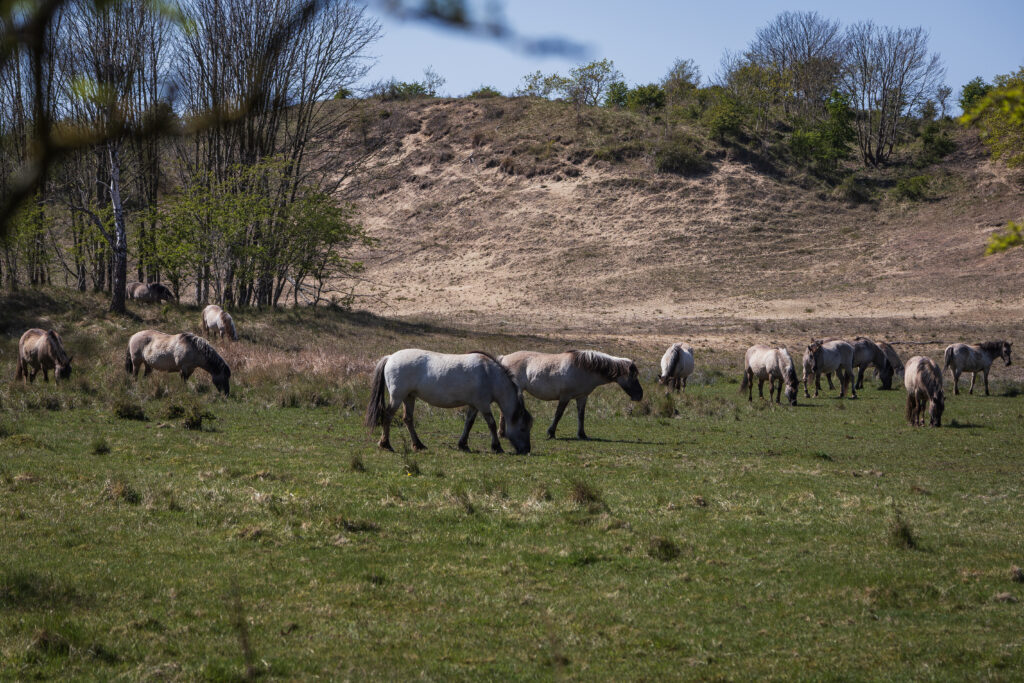 konikspaarden-park-zuid-kennemerland