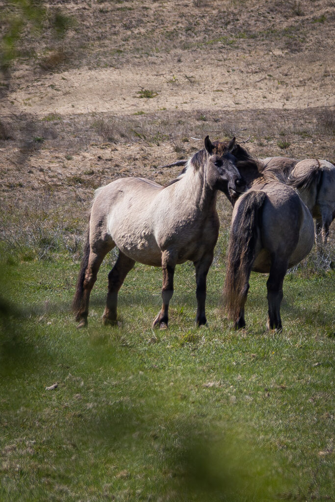 hooglanders-park-zuid-kennemerland