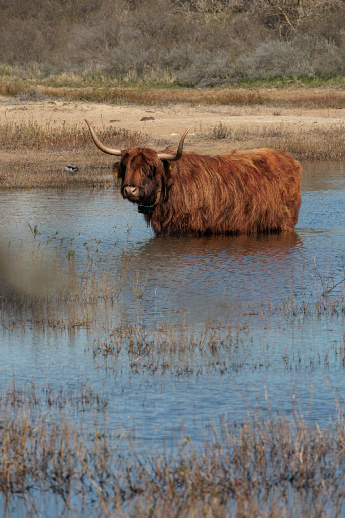 hooglanders-park-zuid-kennemerland