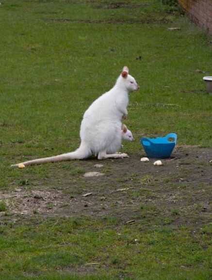 Een albino walibi met een kleine bij zandsculpturen Garderen