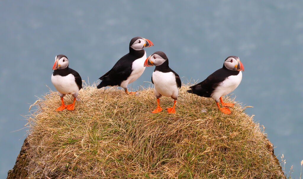 puffins-bij-Vik